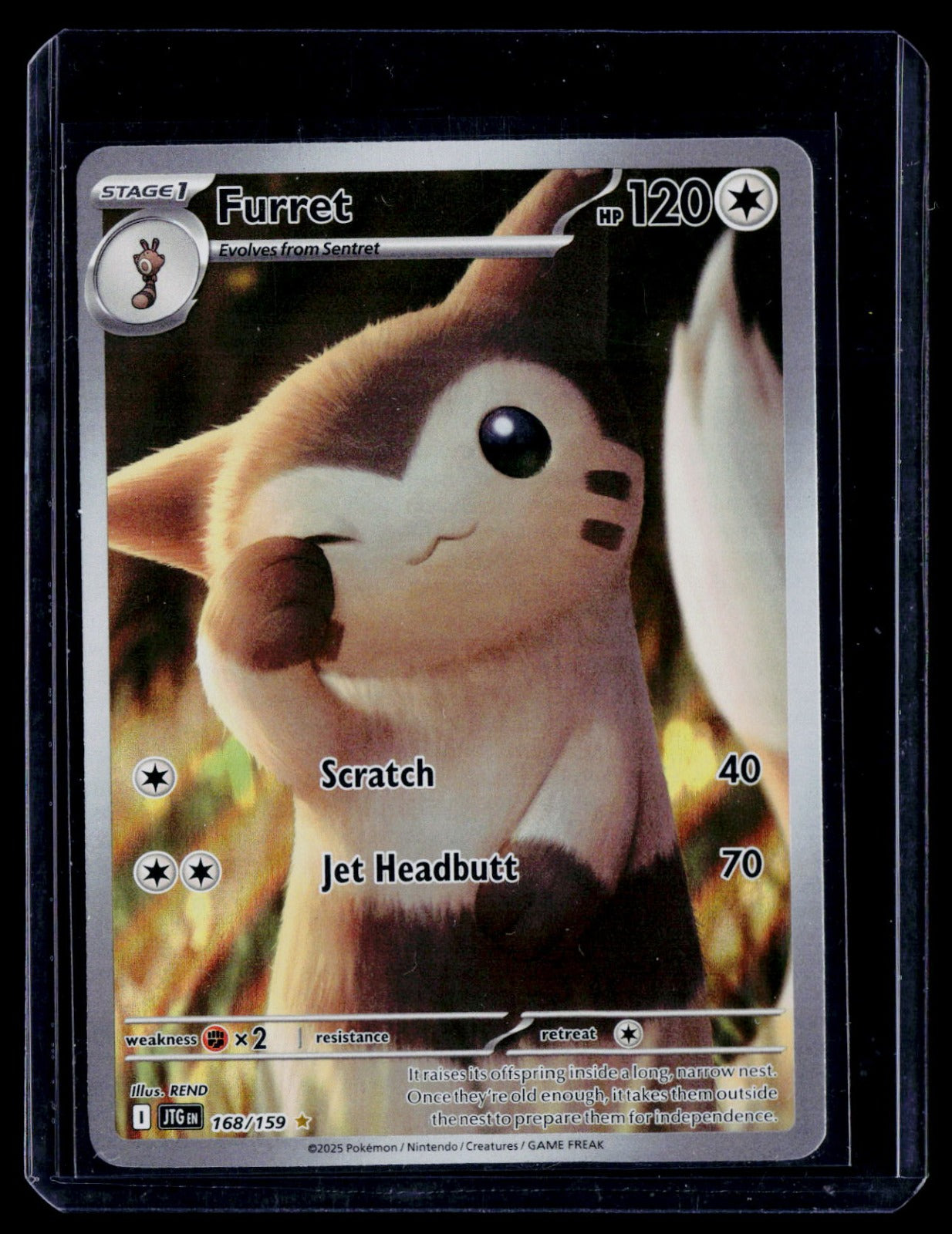 Furret JTG Holo NM